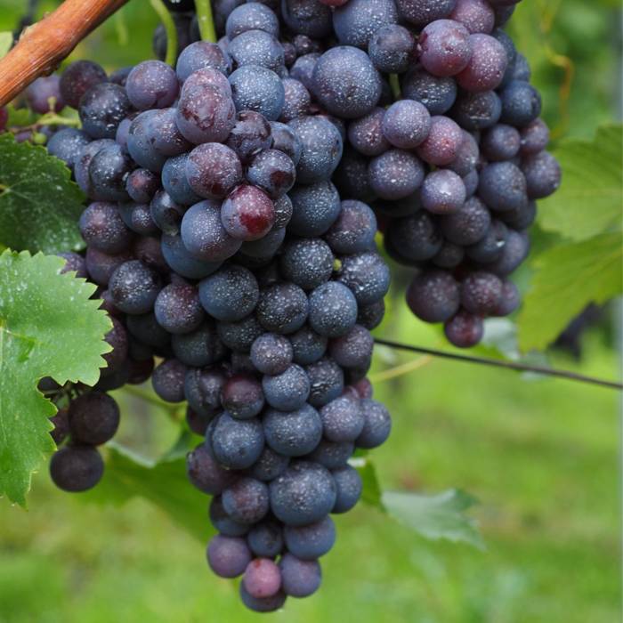 Winorośl winogrona Nero