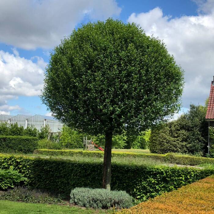 Wiśnia osobliwa Prunus eminens Umbraculifera 