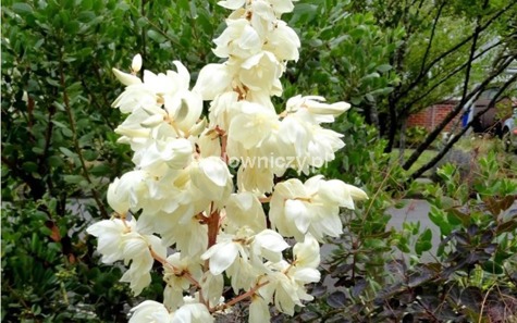 Yucca Filamentosa Juka Color Guard