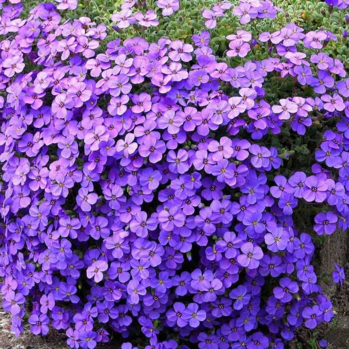 Żagwin ogrodowy Cascade Purple (C2)