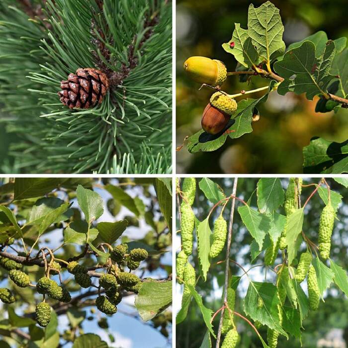 Zestaw Leśny Zakątek Na Naturalne Zalesienia I Rekultywację Plant Pack